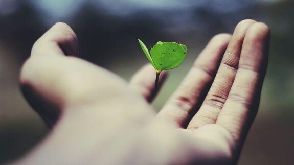 A seedling growing in an open hand
